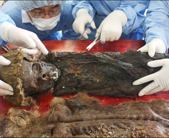 Exclusive pictures from Siberian Times show Korean scientists from Seoul National University, working on the human remains at the Scientific Centre of Arctic Research. 