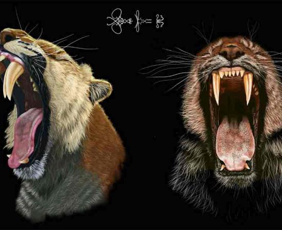 Artist’s image of the saber-toothed cat’s mouth, showing dentistry with double saber teeth.	Source: Massimo Molinero/University of California - Berkley