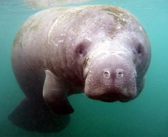 Sea Monsters in the Desert? Remains of Cuddly Sea Cow Discovered in Egypt