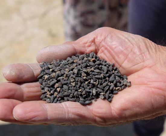 2,800-Year-Old Seeds Retrieved from Ancient Castle in Turkey to be Brought Back to Life