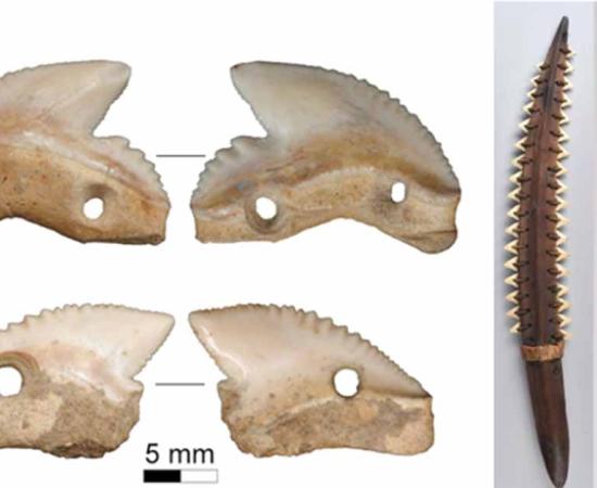 Modified tiger shark teeth found in 7,000-year-old layers of Leang Panninge (top) and Leang Bulu’ Sipong 1 (bottom) on the Indonesian island of Sulawesi. Right; Shark tooth weapons from Kiribati and Hawai’i. Source: M.C. Langley/The Conversation, Right; The Trustees of The British Museum
