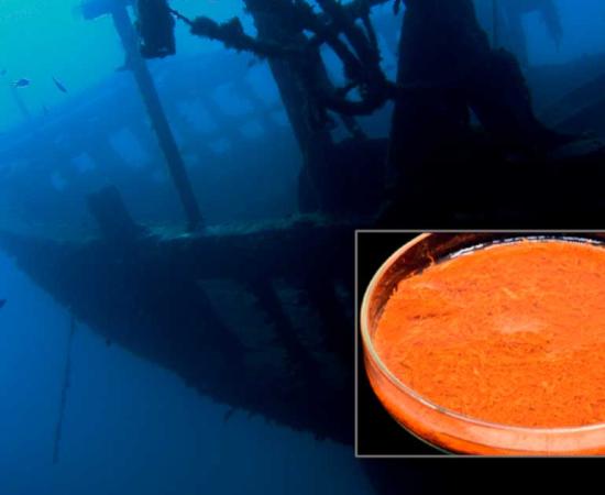 Representational image of a sunken shipwreck. Source: bayazed / Adobe Stock. Inset: Saffron, peppercorns, and almonds found aboard the Gribshunden ship. Credit: Larsson, M. and Foley, B.