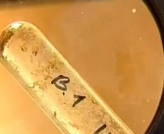 Living bacteria found in Siberian permafrost