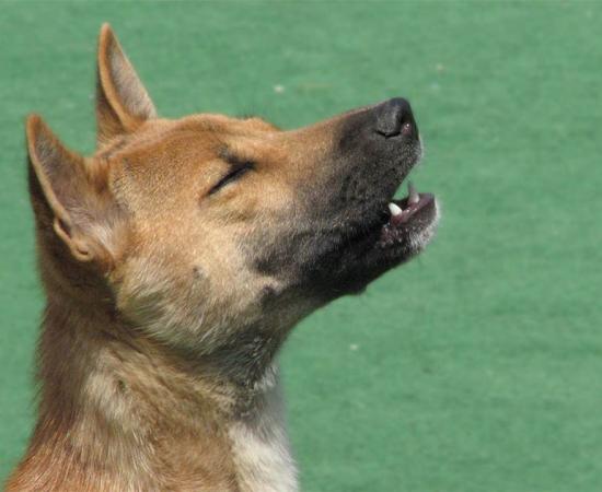 A domesticated New Guinea singing dog, singing.     Source: R.G. Daniel / CC BY 2.0