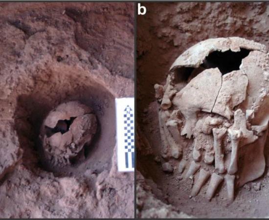 Photographs of skull 26 at the burial site, Lapa do Santo, Brazil. 