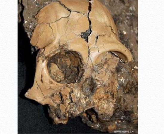 Six million year old ape cranium