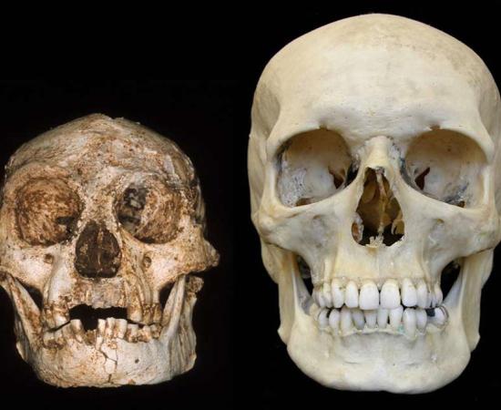 The toothy smiles of the hobbit skull (left) and a modern human skull (right).