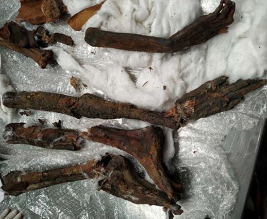 The smuggled mummy parts were found stuffed in a speaker. 