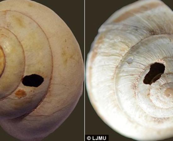 Snails appear to have holes drilled into them to make it easier to extract the meat, researchers say. 