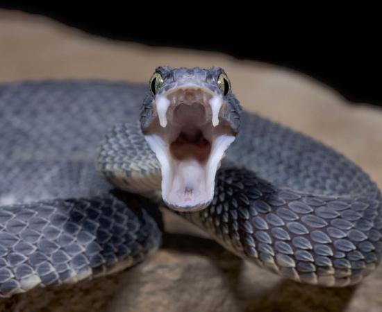 snake venom Source: Mark Kostich / Adobe Stock 