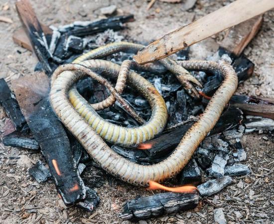 Ancient humans were eating snakes and lizards 15,000 years ago. Source: boyloso / Adobe Stock