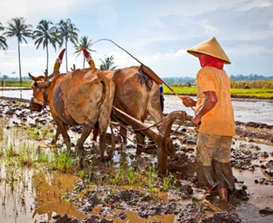 New research claims use of beasts of burden opened the doors to social inequality. Source: Aleksandar Todorovic / Adobe Stock
