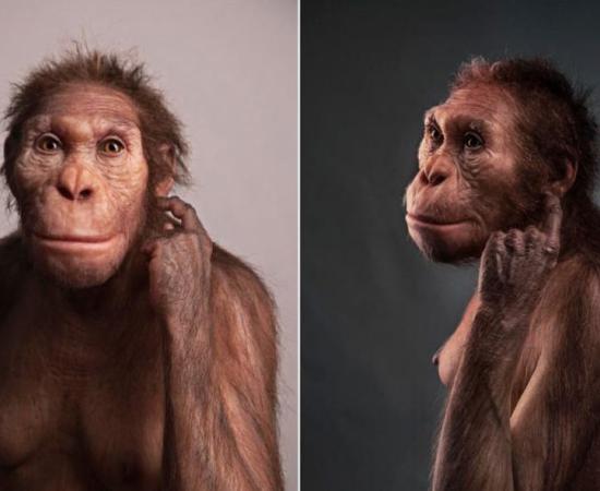 Life reconstruction of Australopithecus sediba commissioned by the University of Michigan Museum of Natural History.  Sculpture by Elisabeth Daynes.	Source: S. Entressangle / Wits University