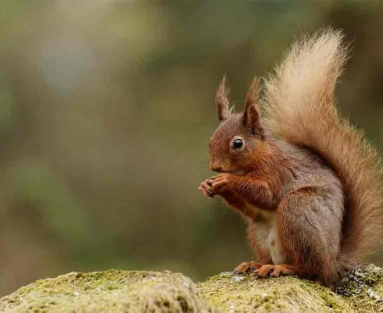 Red squirrels may have been spreading deadly leprosy amongst the population of medieval England. Source: Fraser by Peter Trimming / CC BY-SA 2.0