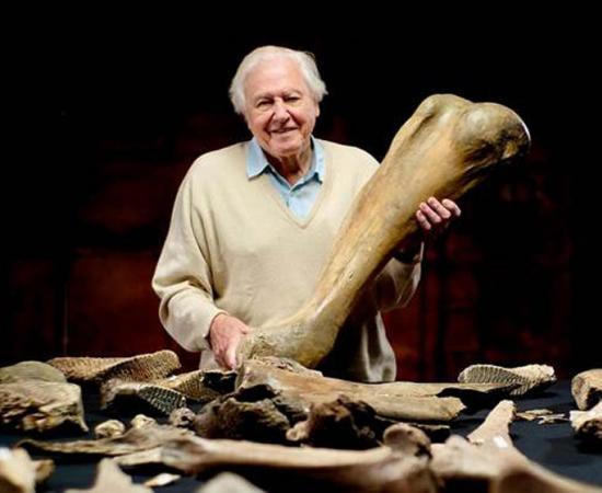 Sir David Attenborough with some of the Steppe mammoth bones found in the gravel quarry near Swindon. 	Source: Julian Schwanitz / BBC / Windfall Films