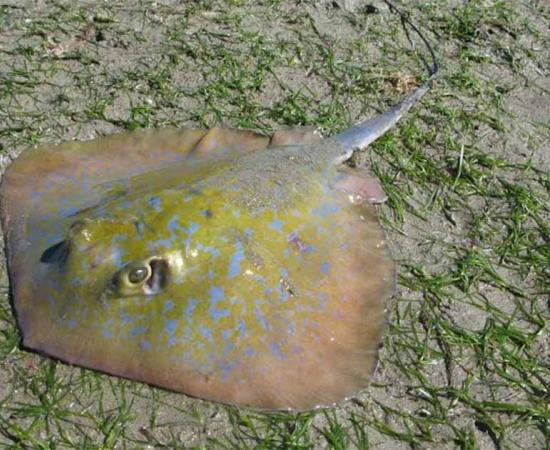 The blue stingray’s disc-like shape would have made it ideal for tracing.     Source: Kyle Smith/The Conversation