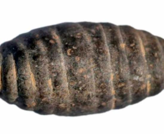The stone carved chrysalis found at the Shangguo Site in Wenxi County in the city of Yuncheng, north China's Shanxi Province. Source: Provincial archaeology institute of Shanxi/Handout via Xinhua