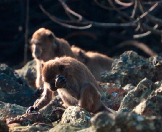 Example of a long-tailed macaque using a stone tool to access food. Source: © Lydia V. Luncz/Science