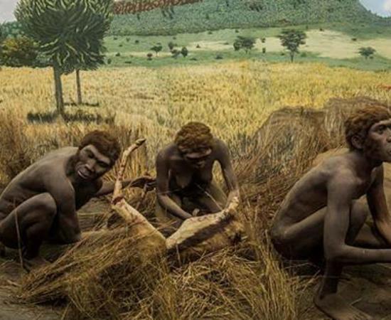 Early hominids processing game with stone tools. Diorama at the Nairobi National Museum. 