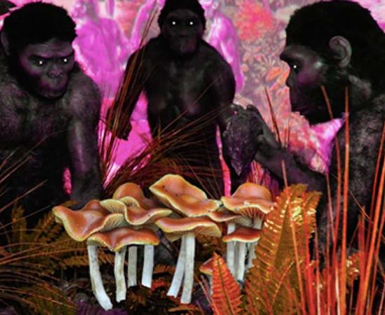 The Stoned Ape theory proposes magic mushrooms helped the Homo erectus evolve quickly. 