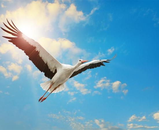 The stork has been a bird of legends through the centuries.	Source: Serghei Velusceac / Adobe Stock