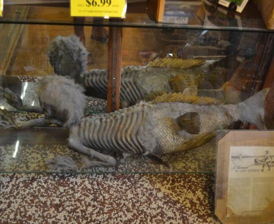 The strange Merman of Banff, Alberta (Canada). 