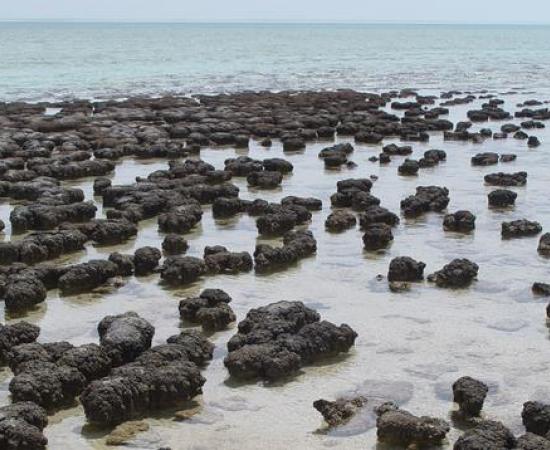 disappearance of stromatolites