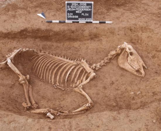 A perfectly intact horse skeleton unearthed at the Roman horse cemetery in Stuttgart. 