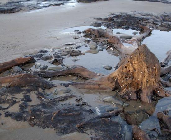 Sunken kingdom prehistoric forest