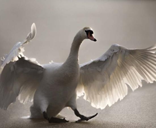 Swan shamanism could go back hundreds of thousands of years.       Source: abiwarner / Adobe Stock