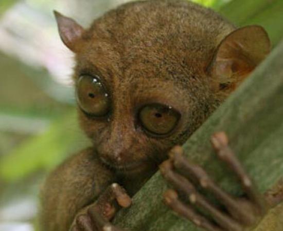 Tarsier Primates