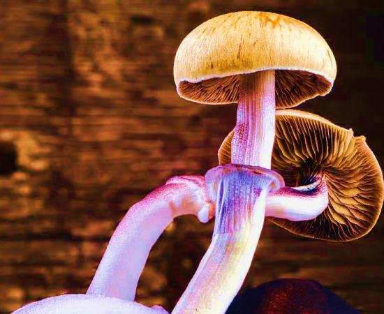 The Mexican magic mushroom or Teotlnanácatl mushroom is believed to be one or a mixture of these two psilocybin mushrooms of Mexico: Psilocybe aztecorum and | or Psilocybe mexicana.		Source: alexander_volkov / Adobe Stock