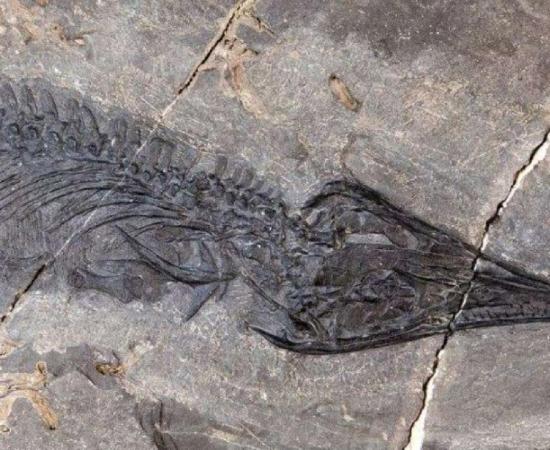 The fossil of a thalattosaur with a needle-sharp snout.       Source: University of Alaska Museum of the North