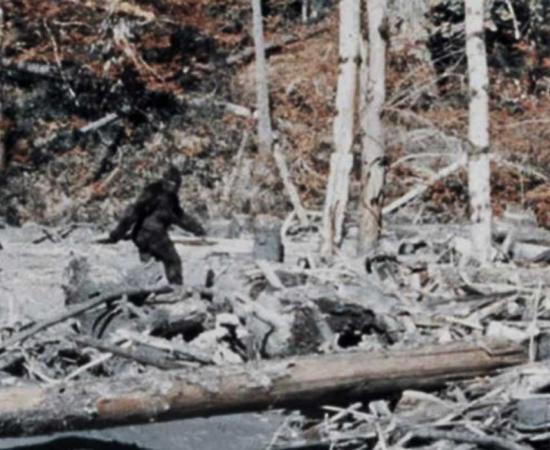 Bigfoot in the Patterson-Gimlin Film. 