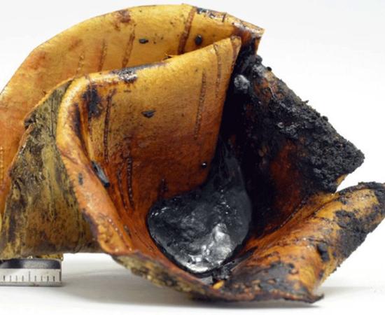 Tar collected in a birch bark container from the pit roll experiment, a technique which uses glowing embers placed over a roll of bark in a small pit. 