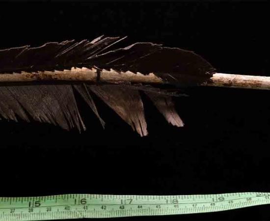 6,000-Year-Old Yukon Throwing Dart Was Made Using Beaver Secretion