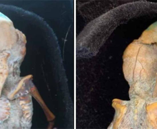 Images of the latest tiny alien claim circulating in Colombia.              Source: Social Media/Nazca Mummies