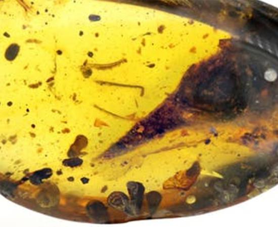 Amber holds the secret to the tiny world of the age of dinosaurs.  Source: Xing Lida, CC BY-ND / The Conversation
