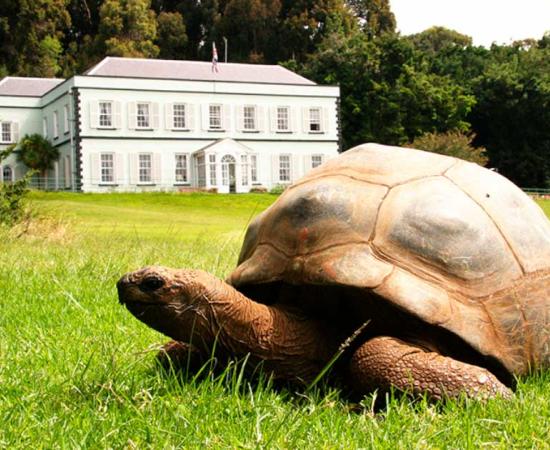 Jonathan the tortoise at Plantation House on Saint Helena Island in the South Atlantic. Source: Darrin Henry / Adobe Stock 