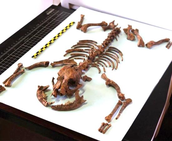 Remains of the Roman toy dog reveal its tiny stature and a healthy diet similar to its owners. Source: Martínez Sánchez / University of Granada