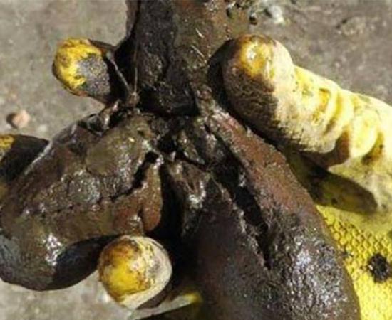 The 18th century sex toy unearthed in the Polish latrine. Credit: Regional Office for the Protection of Monuments.