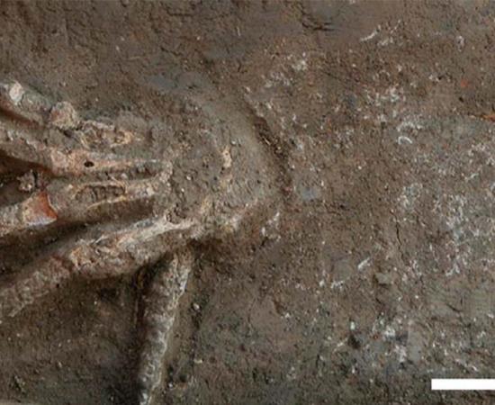 A severed hand that was apparently amputated in a trophy taking practice by the Hyksos in Egypt. Source: Gresky, J. et al 2023 / Nature