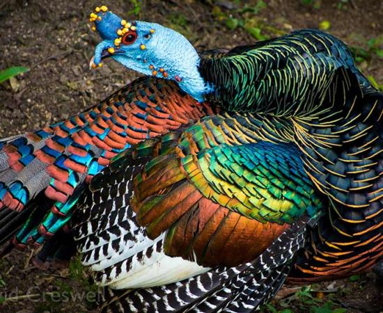 The ocellated turkey, or Meleagris ocellata, was seen as having sacred powers by the ancient Maya. Source: David Creswell / CC BY-NC-SA 2.0