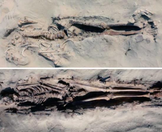An undisturbed skeleton of a man in the extended, supine posture typical at the cemetery; and the burial of a man with a common pattern of disturbance in which the upper torso has been jumbled by robbers and the skull removed. 