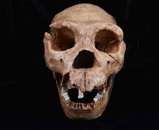 A cast of the skull of Homo heidelbergensis, one of the hominin species analyzed in the latest study. Source: The Duckworth Laboratory/ University of Cambridge