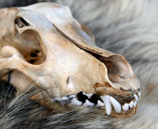 A Representation of a wolf skull.   Source: igor kisselev/Adobe Stock