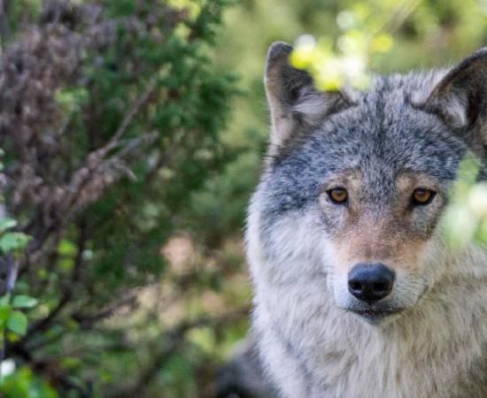 Grey wolf.   Source: Jon Anders Wiken /Adobe Stock