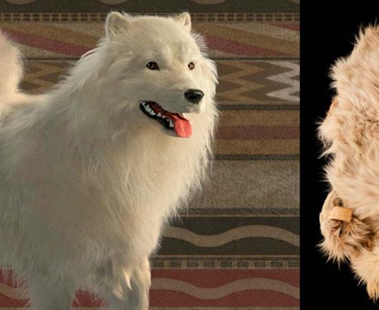 Artist's reconstruction of a woolly dog by Karen Carr (The Conversation) and the pelt of Mutton, a Coast Salish wool dog who died in 1859. (Museum of Natural History, Smithsonian Institution/ Science)