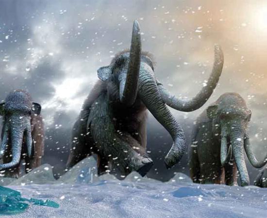 Woolly Mammoth Tusk Reveals Uber-distance Migrations, Says Study