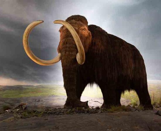 The discovery of a long-forgotten woolly mammoth bone may prove that humans and woolly mammoths coexisted in the northeastern United States.